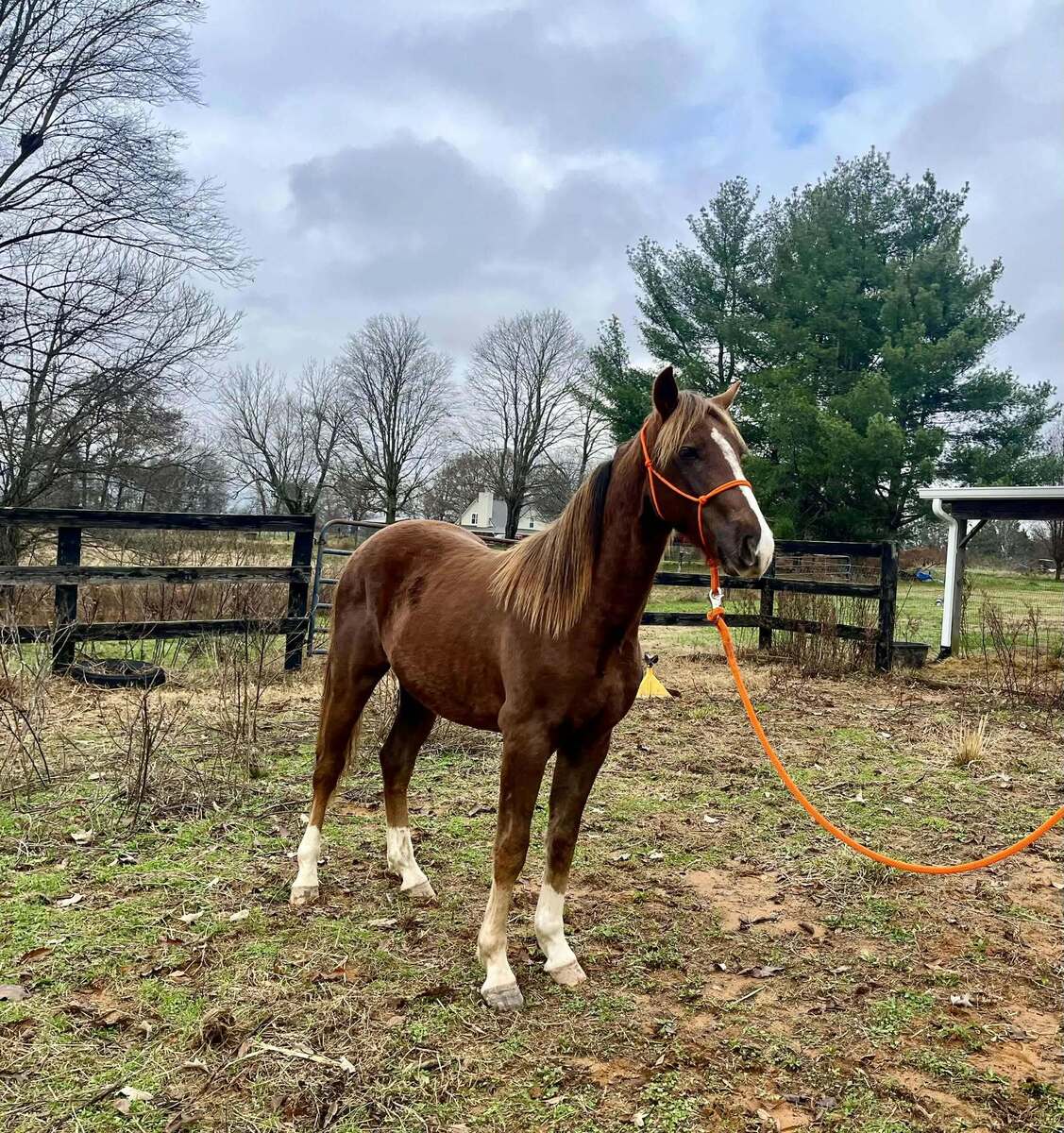 Gritts, 2yo American Saddlebred/Mountain Pleasure Horse/Rocky Mountain Horse gelding