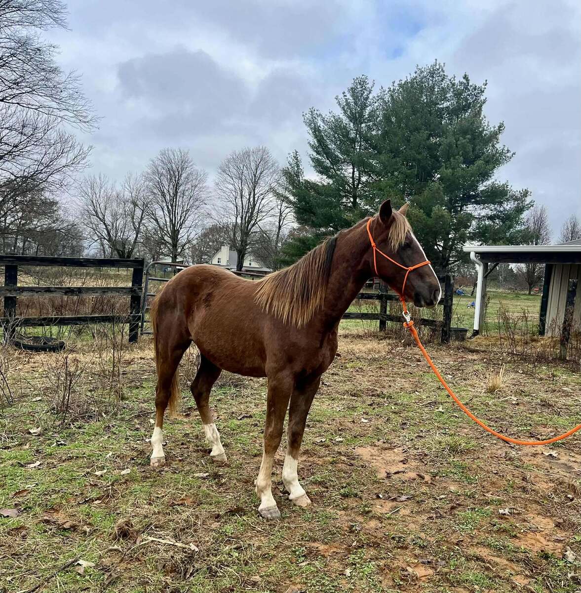Gritts, 2yo American Saddlebred/Mountain Pleasure Horse/Rocky Mountain Horse gelding