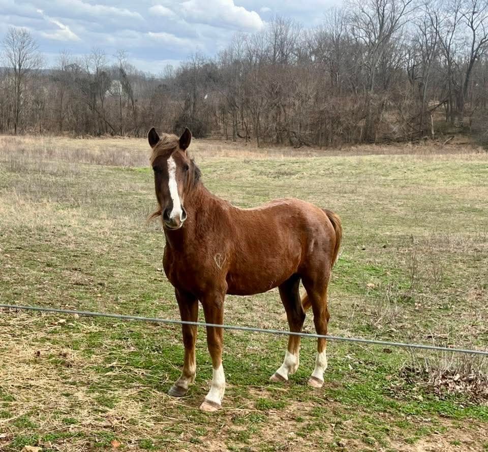 Gritts, 2yo American Saddlebred/Mountain Pleasure Horse/Rocky Mountain Horse gelding