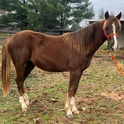 Gritts, 2yo American Saddlebred/Mountain Pleasure Horse/Rocky Mountain Horse gelding