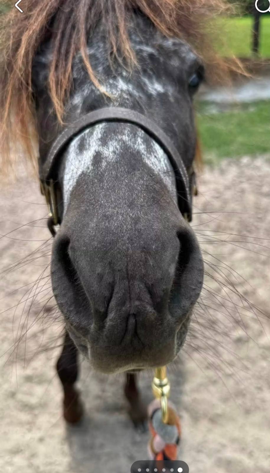 Miniature Horse - AMHR Registered Black Leopard Appaloosa Stallion