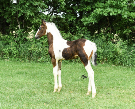 Ronaldo fan Lonestar, Barock Pinto Friesian Cross colt