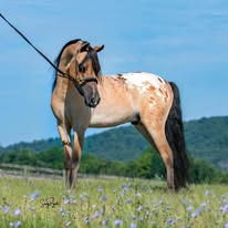 Equisport Lilsweet ExoticImpression (Nutra), 8yo Miniature Horse stallion, 33 Incheshh
