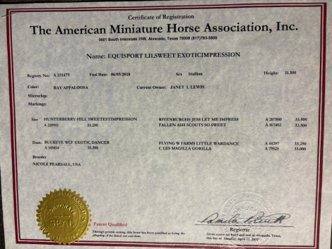 Equisport Lilsweet ExoticImpression (Nutra), 8yo Miniature Horse stallion, 33 Incheshh
