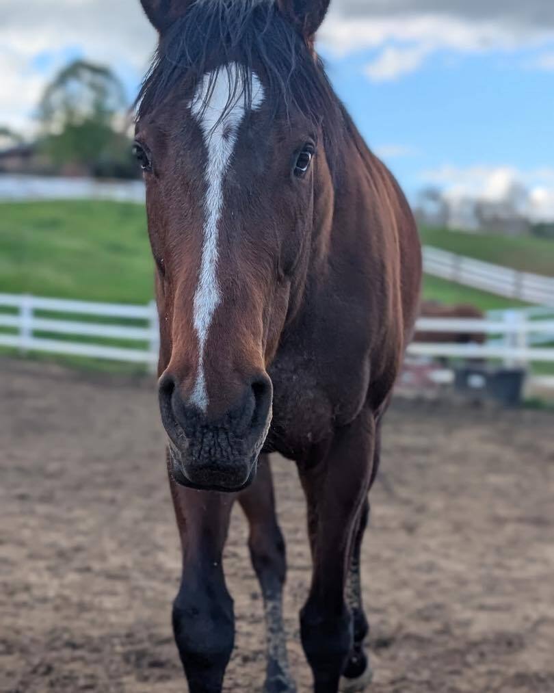 Sycamore Miss ( Missy ), 4yo Thoroughbred filly, 16.0hh