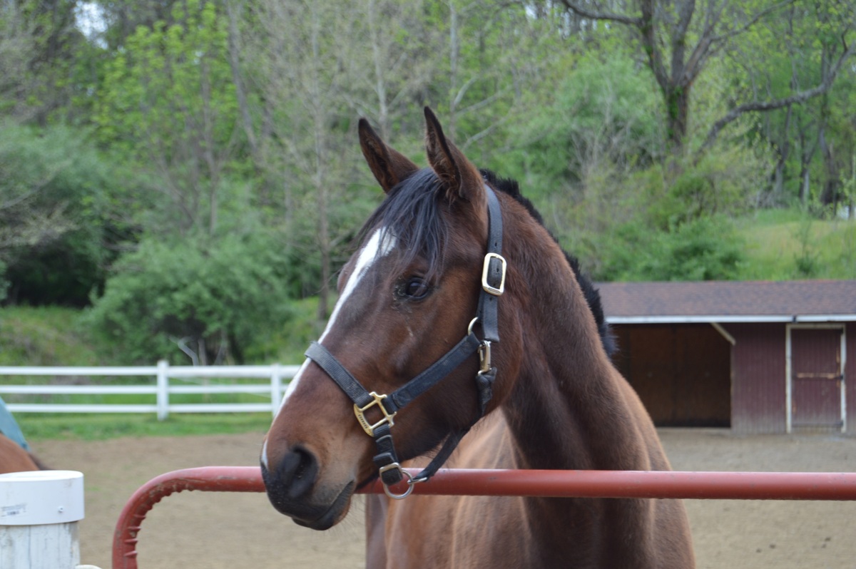 Sycamore Miss ( Missy ), 4yo Thoroughbred filly, 16.0hh