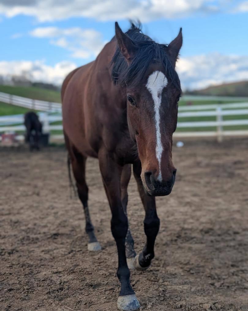 Sycamore Miss ( Missy ), 4yo Thoroughbred filly, 16.0hh