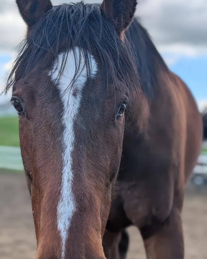 Sycamore Miss ( Missy ), 4yo Thoroughbred filly, 16.0hh