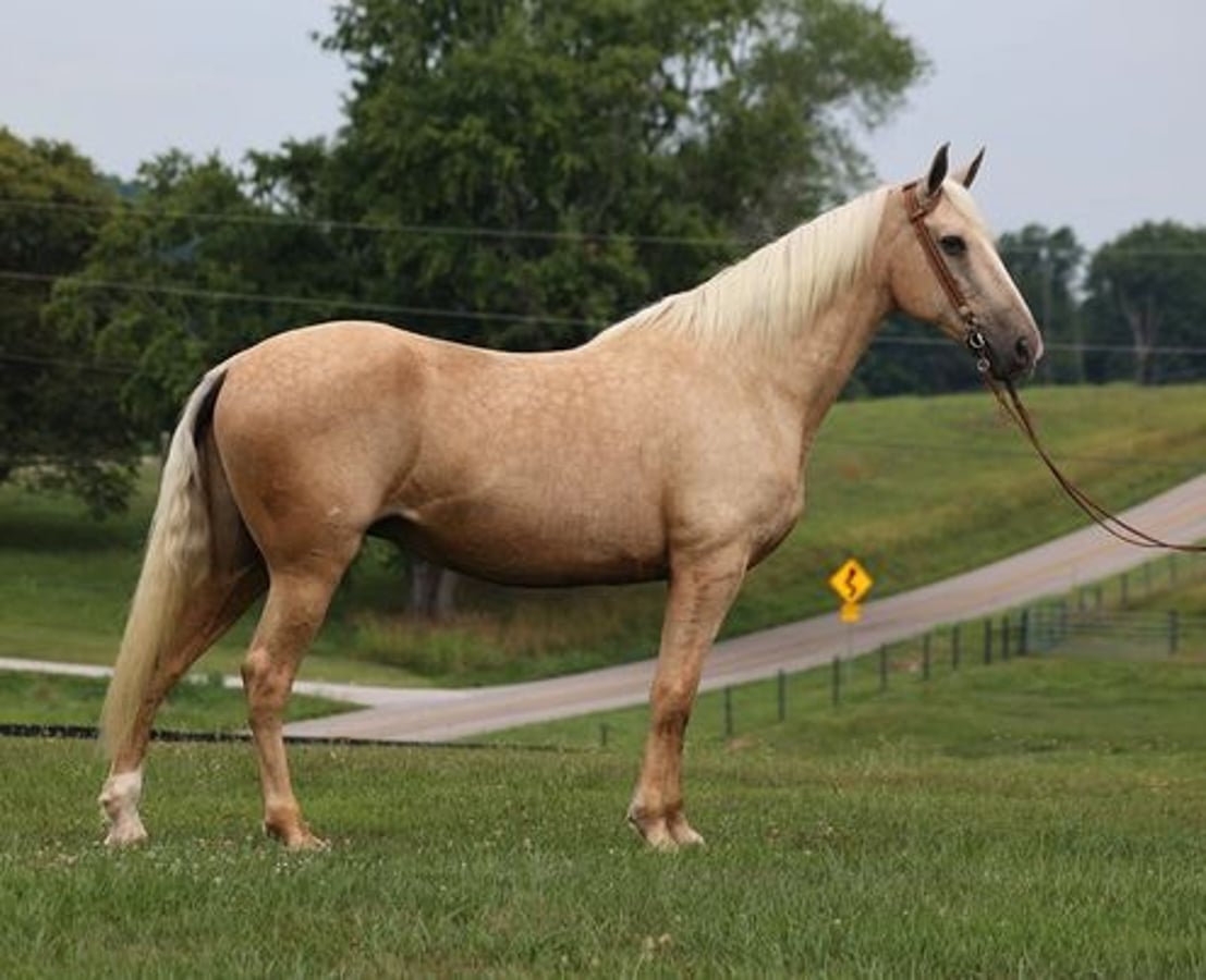 Tennessee walking horse, 13yo Tennessee walking horse gelding, 16.1hh