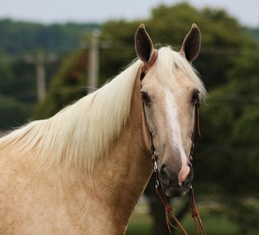 Tennessee walking horse, 13yo Tennessee walking horse gelding, 16.1hh