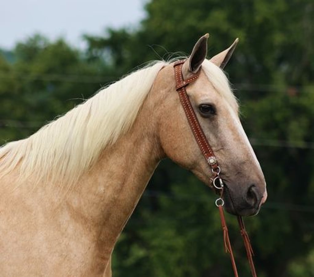 Tennessee walking horse, 13yo Tennessee walking horse gelding, 16.1hh