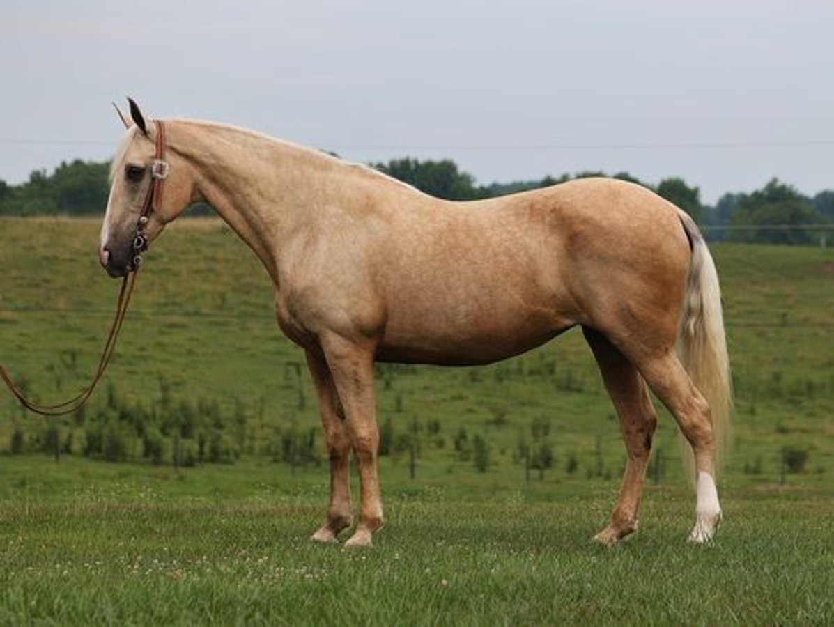 Tennessee walking horse, 13yo Tennessee walking horse gelding, 16.1hh