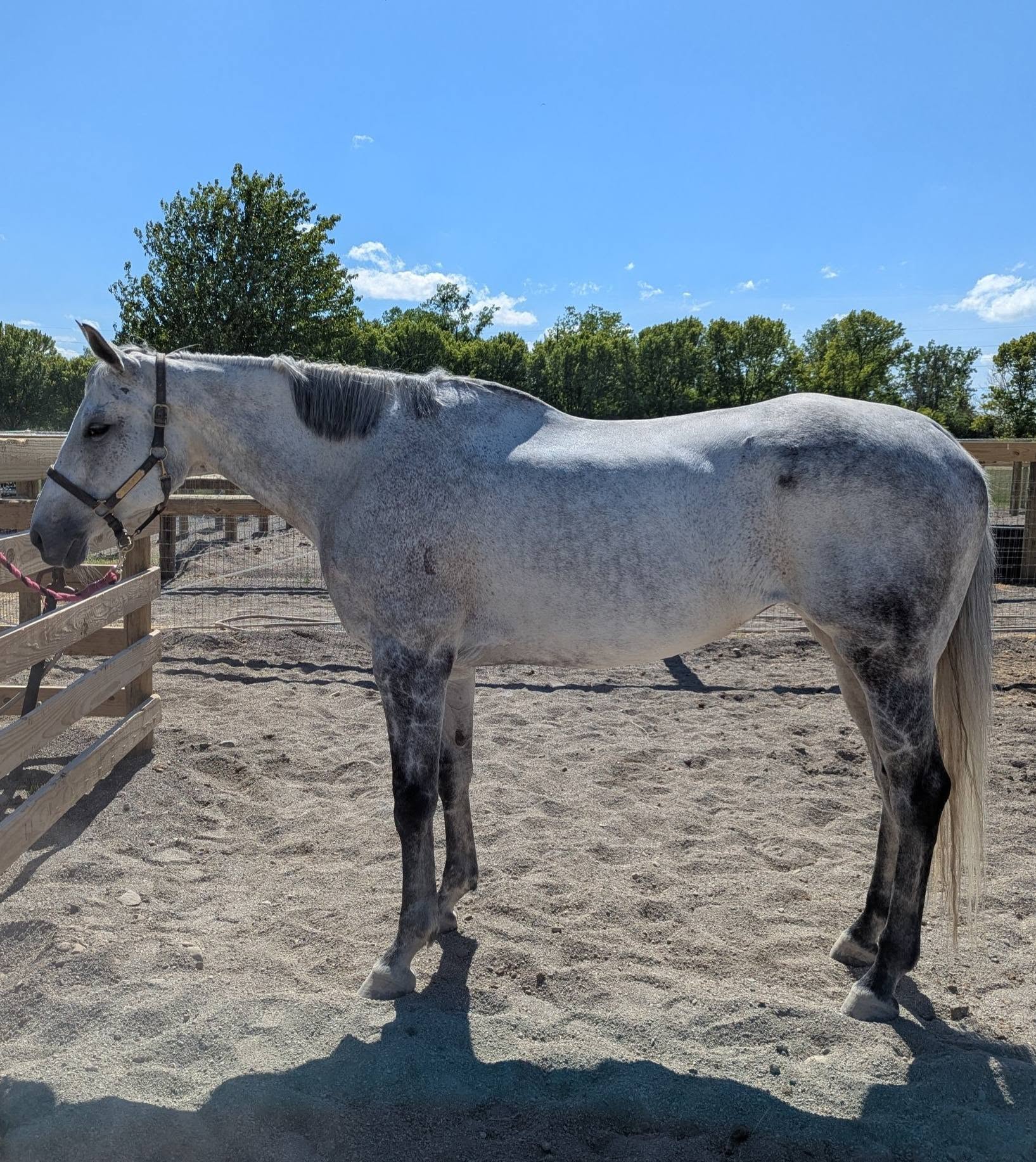 Victoria Road, 13yo Thoroughbred mare, 16.1hh