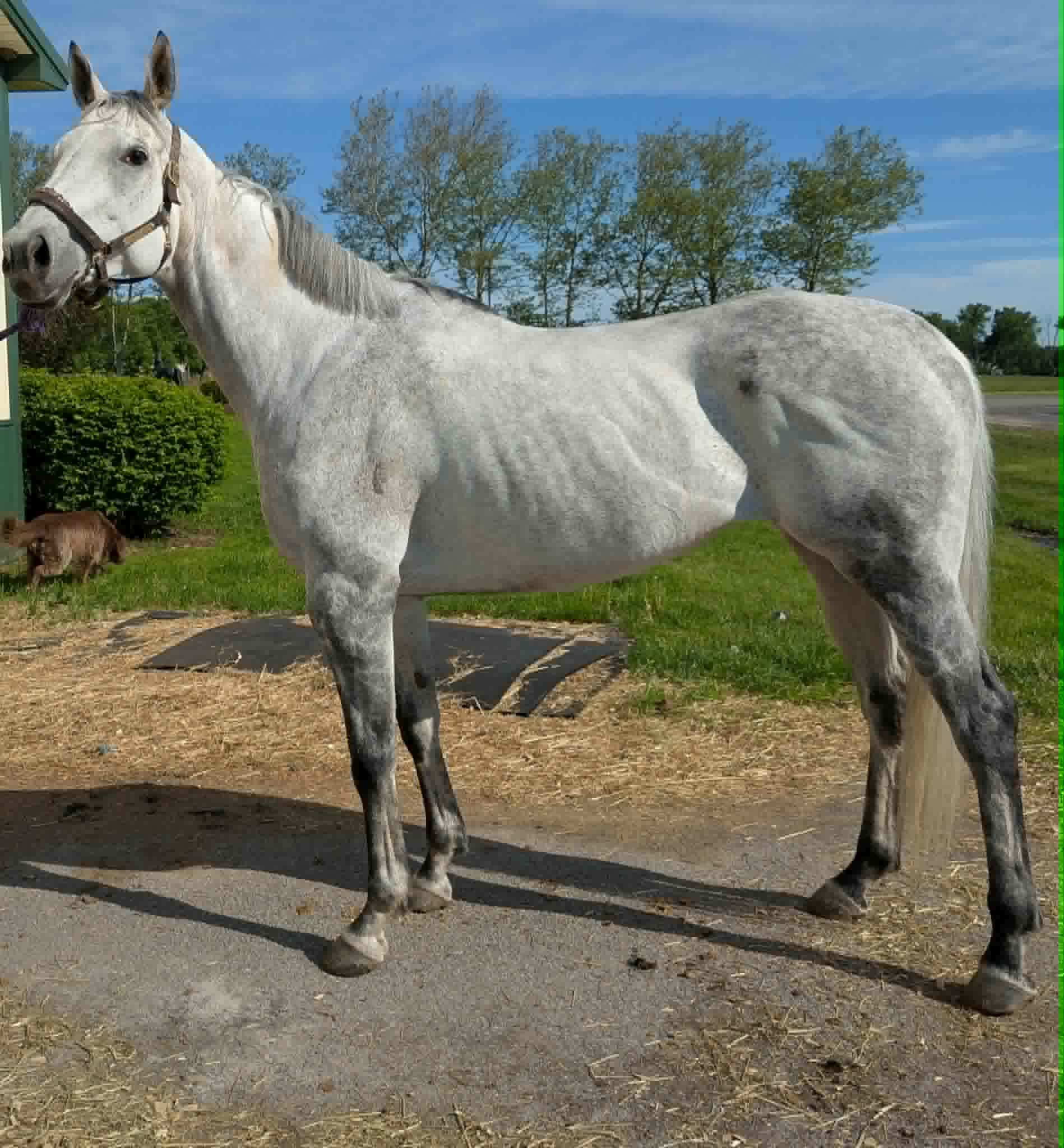 Victoria Road, 13yo Thoroughbred mare, 16.1hh