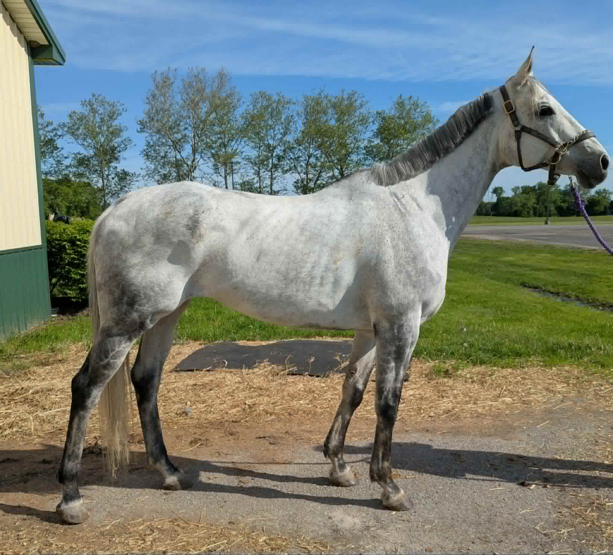 Victoria Road, 13yo Thoroughbred mare, 16.1hh