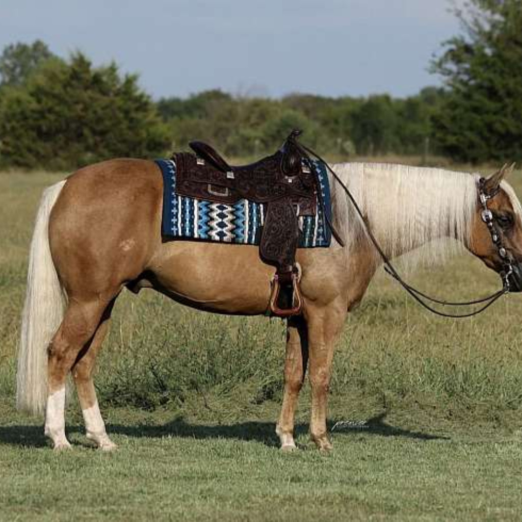 Dunnit, 6yo Quarter Horse gelding, 14.3hh