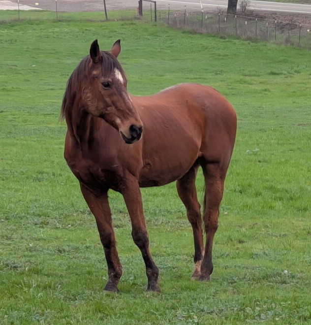 Toothless, Quarter Horse gelding, 14.3hh