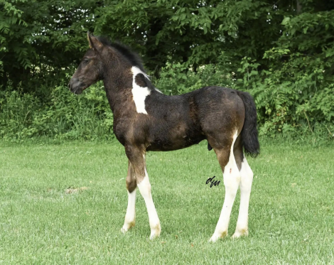 Rafael fan Lonestar, Barock Pinto Friesian Cross colt