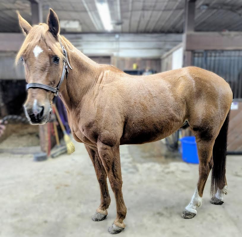 Hunter, 17yo Arabian gelding, 15.1hh