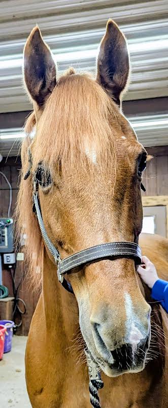Hunter, 17yo Arabian gelding, 15.1hh