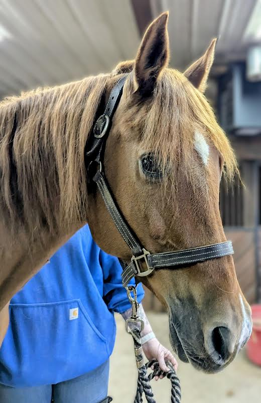 Hunter, 17yo Arabian gelding, 15.1hh