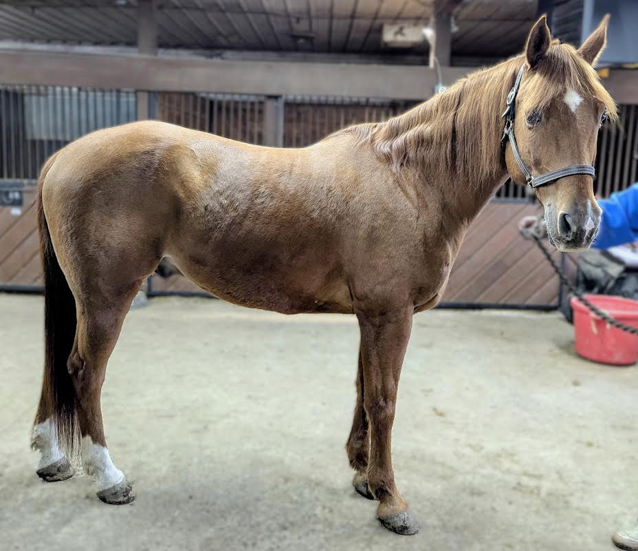 Hunter, 17yo Arabian gelding, 15.1hh