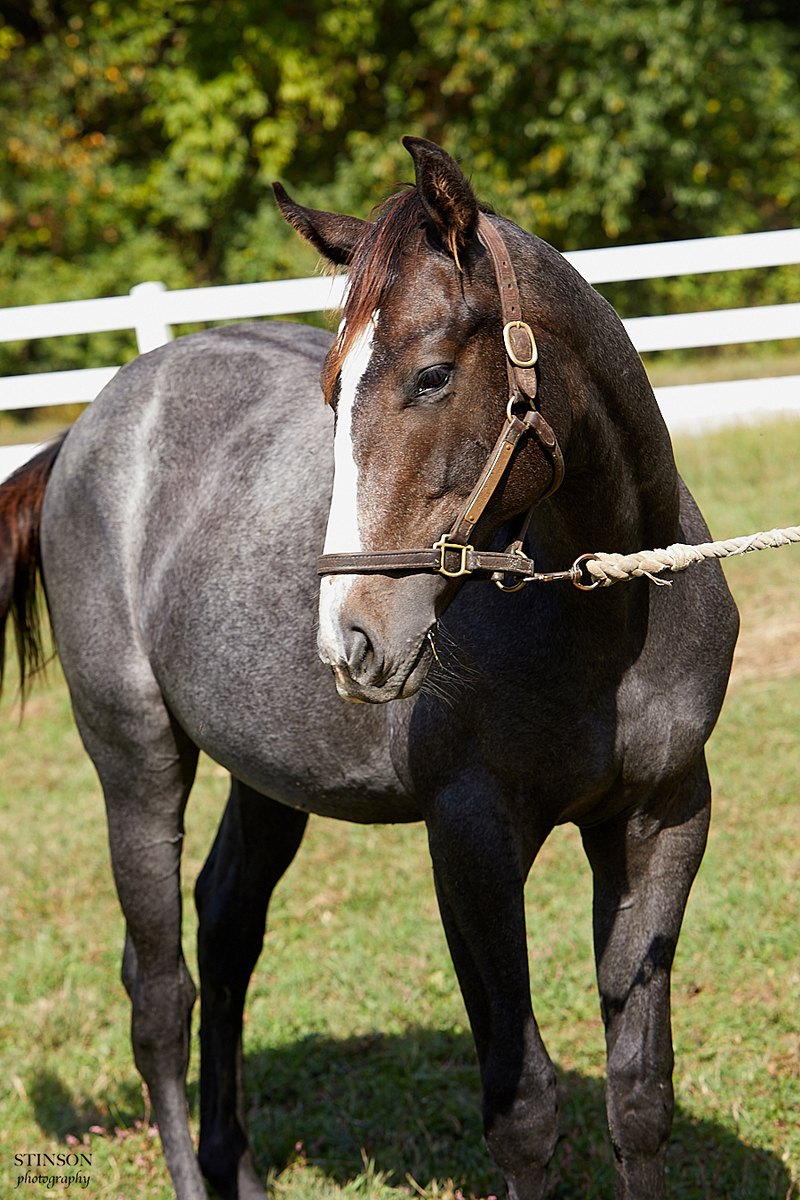 24 Glorified (Arthur), 2yo Thoroughbred gelding, 14.0hh