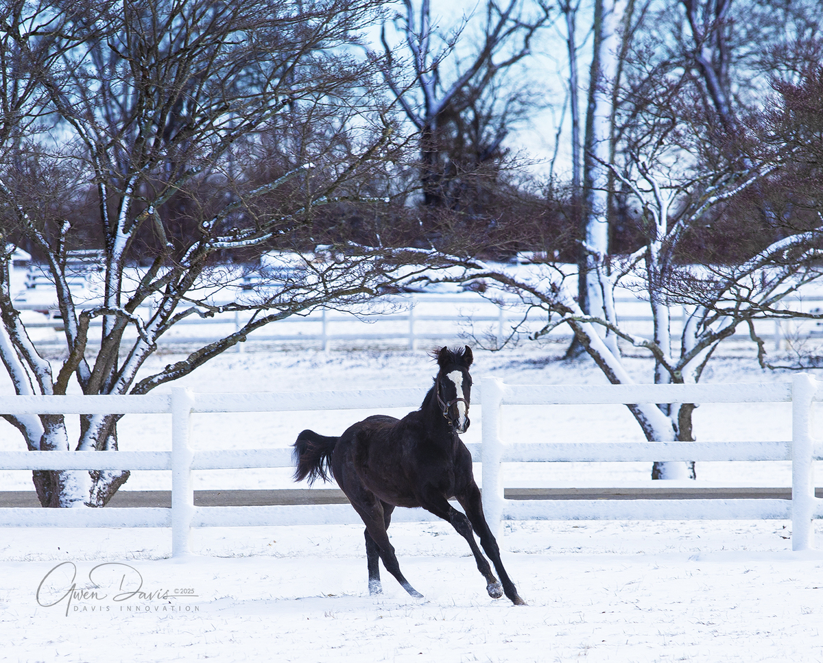 24 Glorified (Arthur), 2yo Thoroughbred gelding, 14.0hh