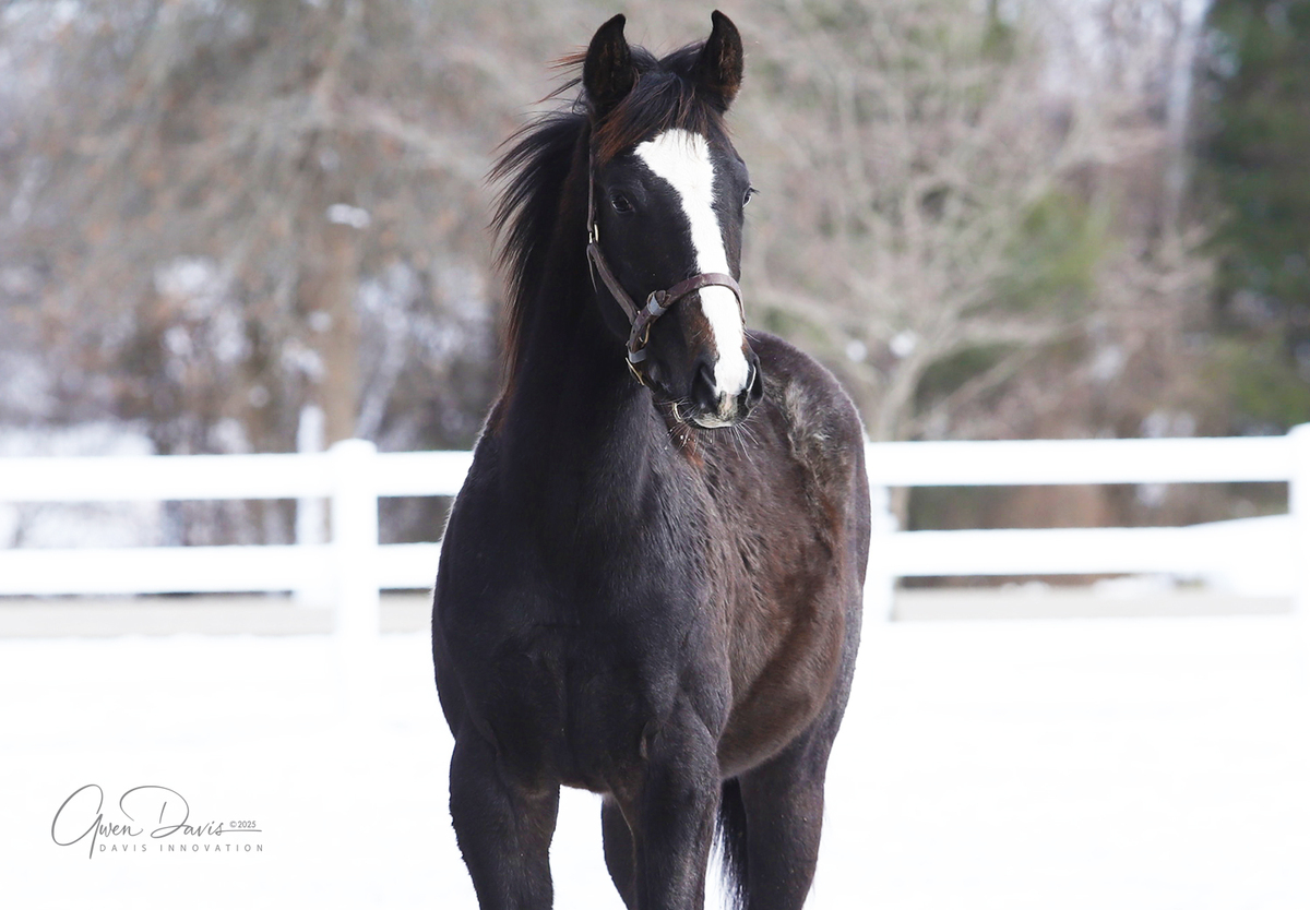 24 Glorified (Arthur), 2yo Thoroughbred gelding, 14.0hh