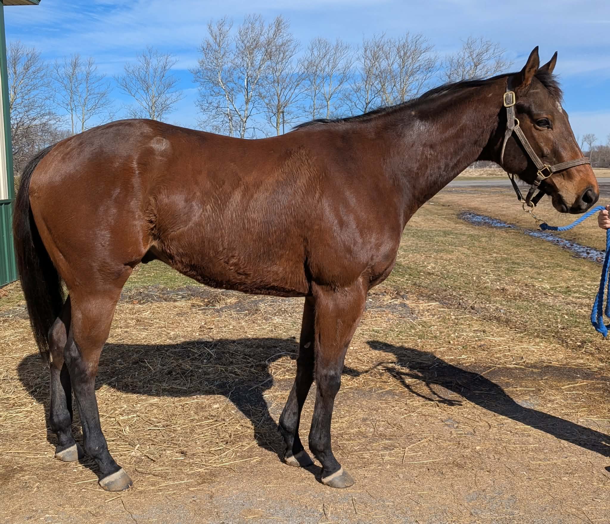 Good Question, 4yo Thoroughbred gelding, 15.3hh
