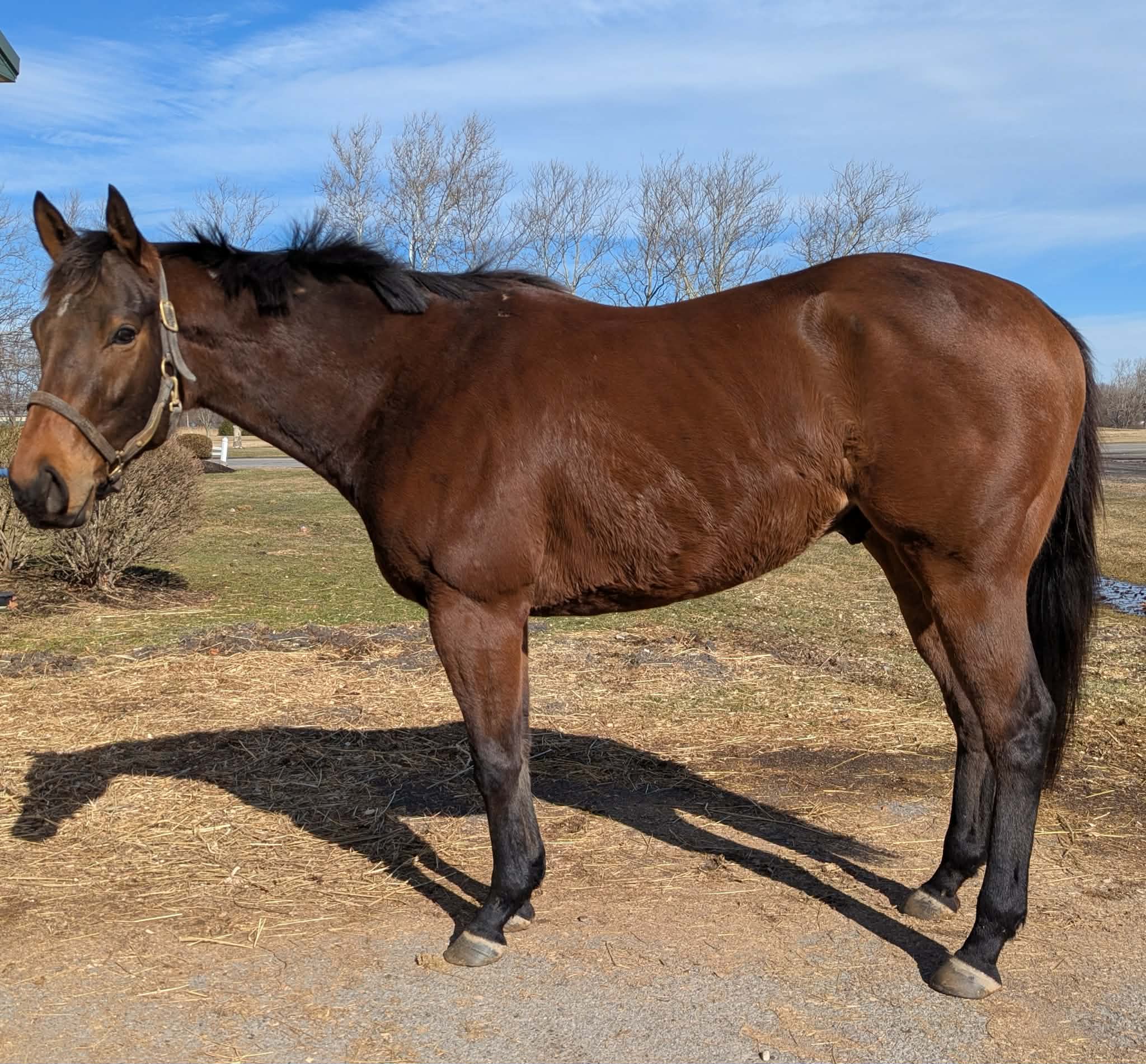 Good Question, 4yo Thoroughbred gelding, 15.3hh