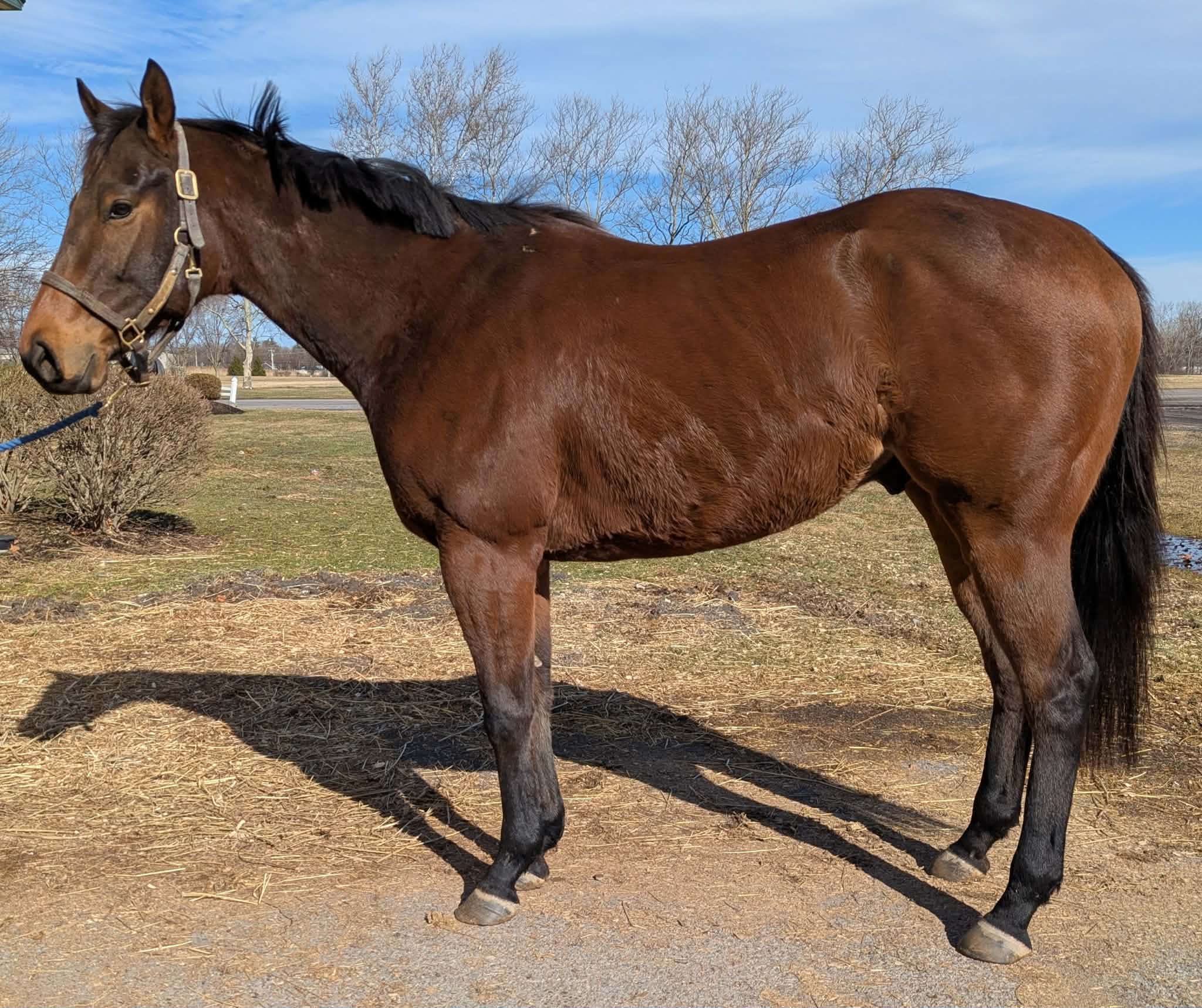 Good Question, 4yo Thoroughbred gelding, 15.3hh