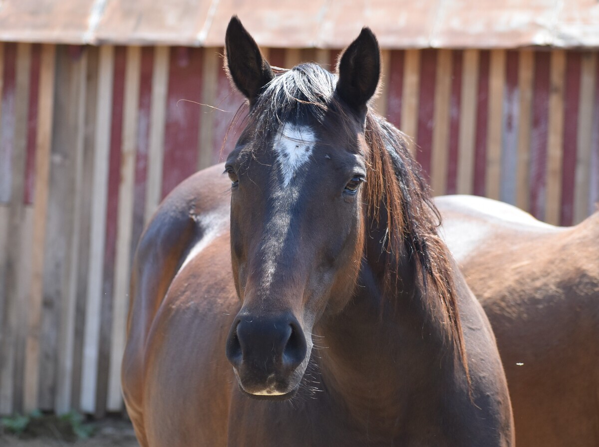 Gumball, 12yo Thoroughbred/Canadian Horse mare, 15.1hh