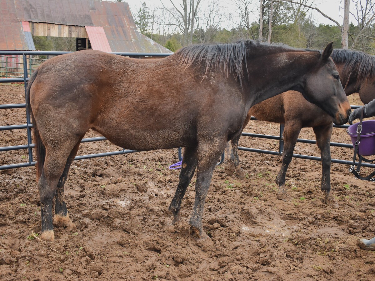 Gumball, 12yo Thoroughbred/Canadian Horse mare, 15.1hh
