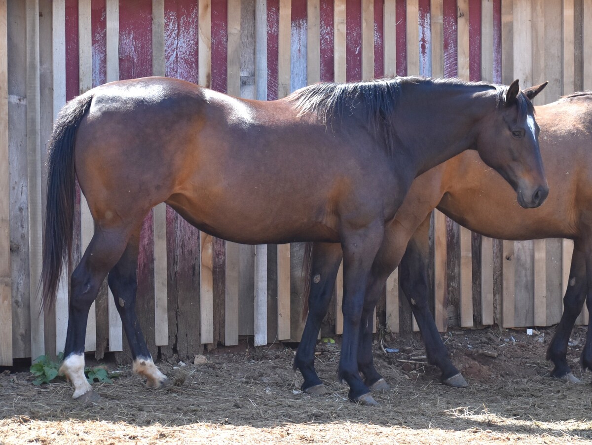 Gumball, 12yo Thoroughbred/Canadian Horse mare, 15.1hh