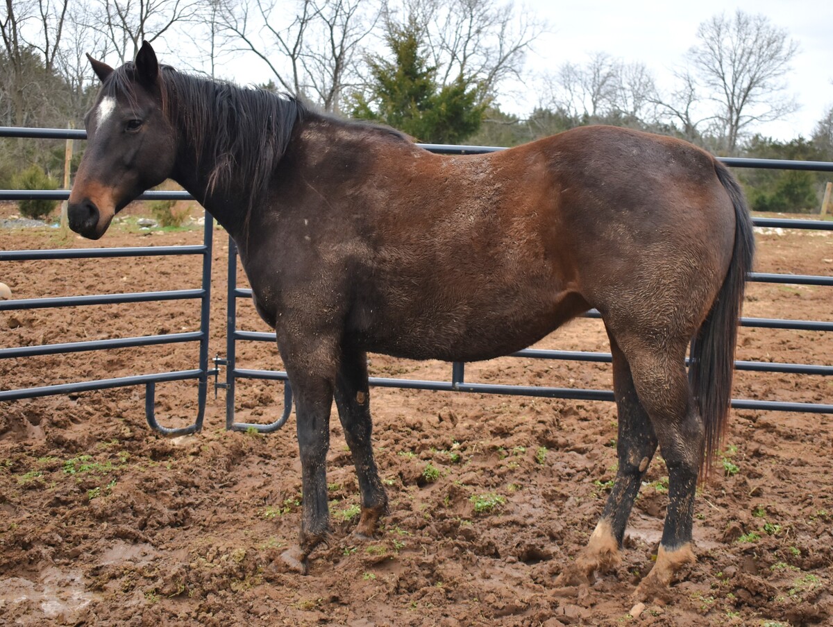 Gumball, 12yo Thoroughbred/Canadian Horse mare, 15.1hh