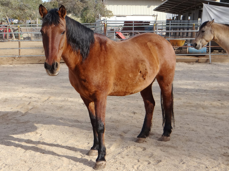 Allie, Mustang mare, 14.0hh