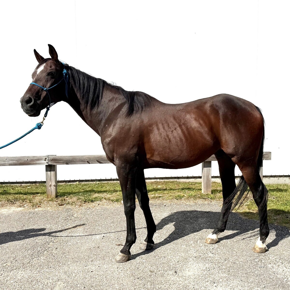 Power Player aka Pip, 21yo Thoroughbred gelding, 16.1hh
