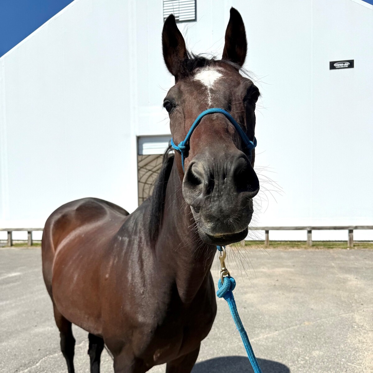Power Player aka Pip, 21yo Thoroughbred gelding, 16.1hh