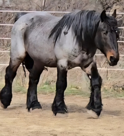 Riley, 18yo Draft Horse stallion, 16.0hh