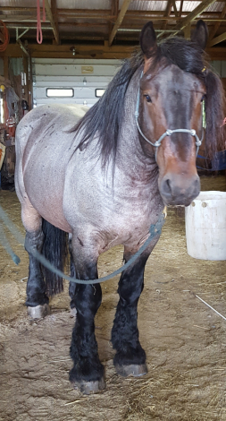 Riley, 18yo Draft Horse stallion, 16.0hh