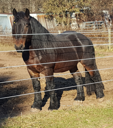 Riley, 18yo Draft Horse stallion, 16.0hh