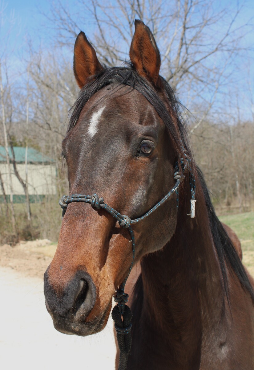 Stu, 12yo Thoroughbred gelding, 15.3hh