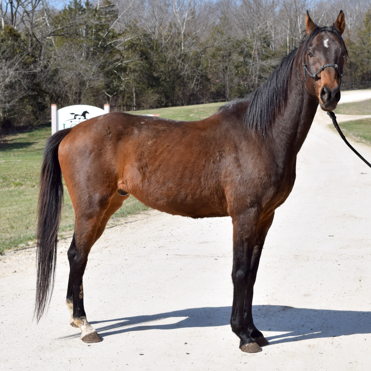 Stu, 12yo Thoroughbred gelding, 15.3hh