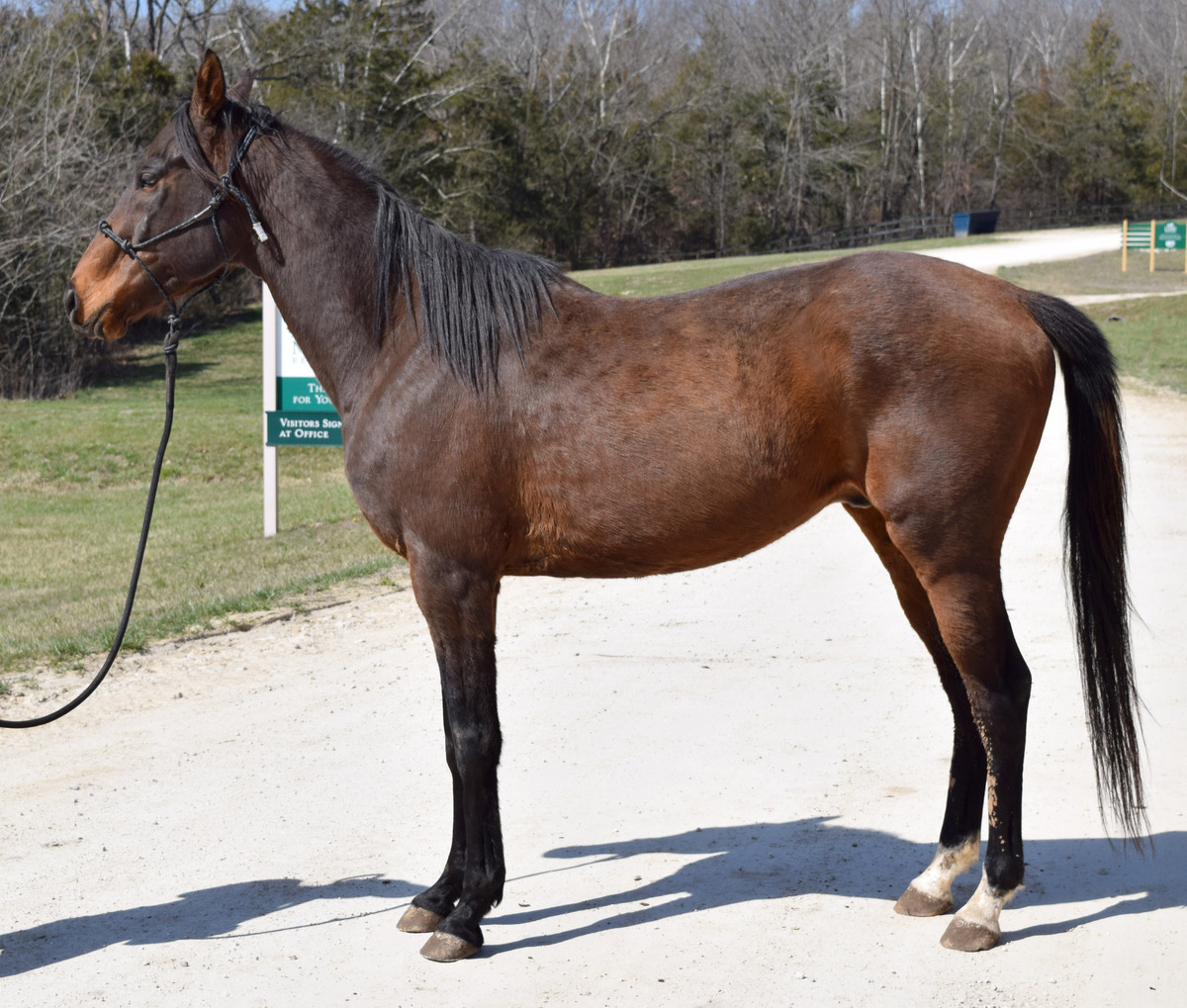 Stu, 12yo Thoroughbred gelding, 15.3hh