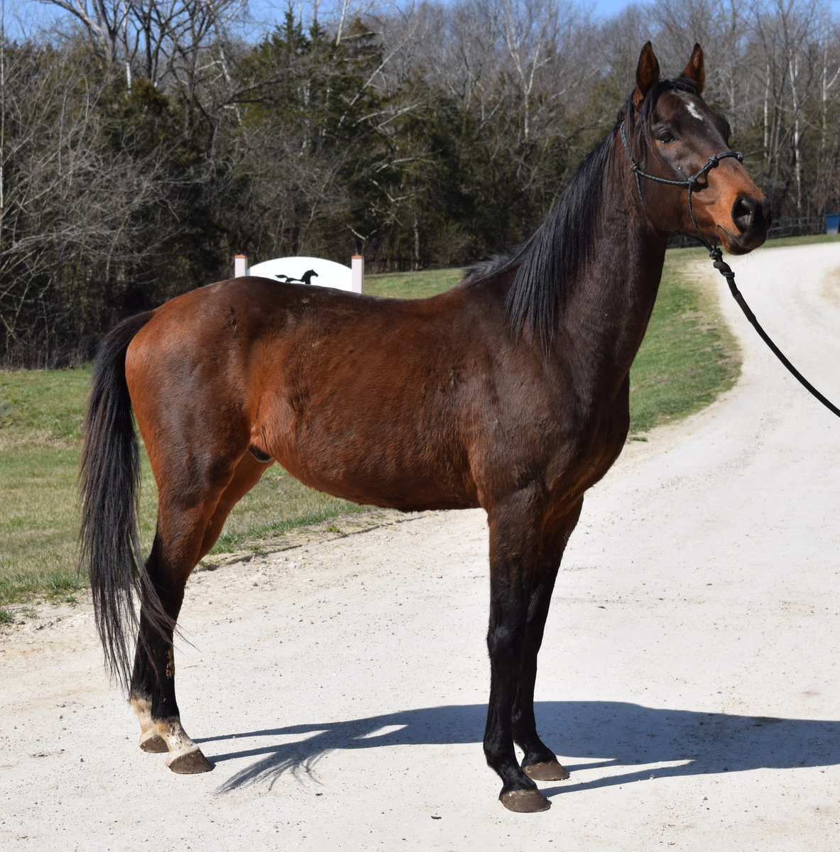 Stu, 12yo Thoroughbred gelding, 15.3hh