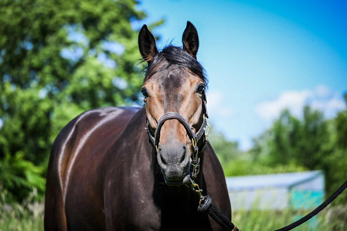 Lady Quinn, 6yo Thoroughbred mare, 16.2hh