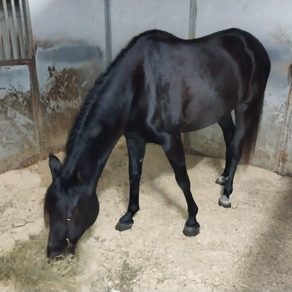 Shakila Shahar, 15yo Arabian mare, 15hh