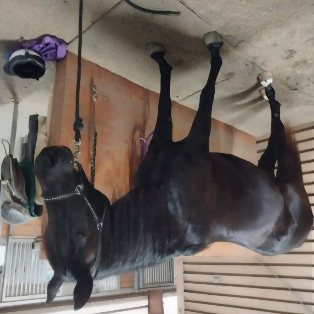 Shakila Shahar, 15yo Arabian mare, 15hh