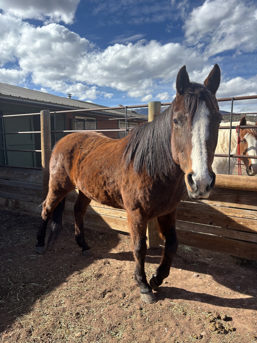Sierra, 24yo mare, 15.0hh